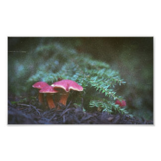 Paddenstoelen en hendel (afdrukken) foto afdruk