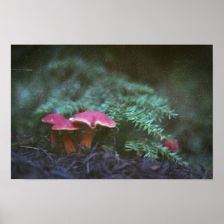 Paddenstoelen en hendel (Poster) Poster