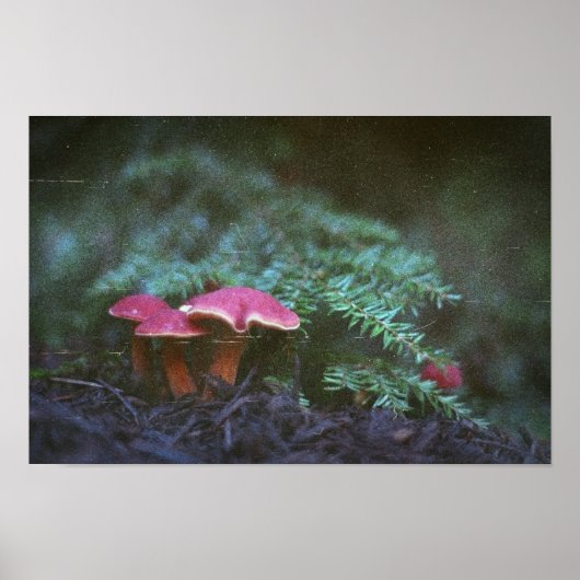 Paddenstoelen en hendel (Poster) Poster (Voorkant)