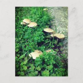 Paddenstoelen en kledingstukken briefkaart