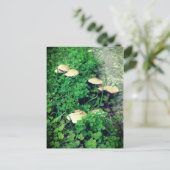 Paddenstoelen en kledingstukken briefkaart (Staand voorkant)