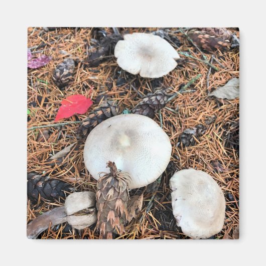 Paddenstoelen en pingenkegels magneet (Voorkant)