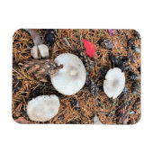 Paddenstoelen en pingenkegels magneet (Horizontaal)