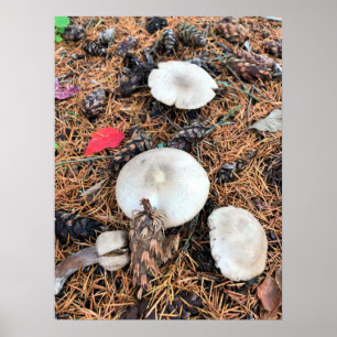 Paddenstoelen en pingenkegels poster