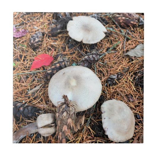 Paddenstoelen en pingenkegels tegeltje (Voorkant)