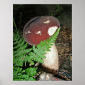 Paddenstoelen en Poster van Fern (Voorkant)