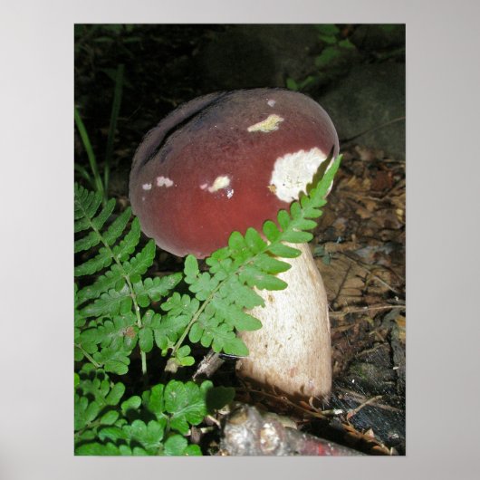 Paddenstoelen en Poster van Fern (Voorkant)