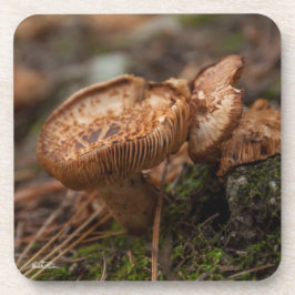 paddenstoelen foto drankjes onderzetter