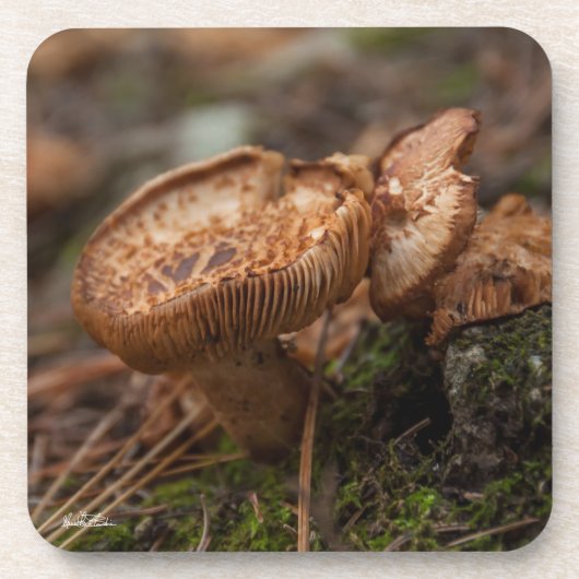 paddenstoelen foto drankjes onderzetter (Voorkant)