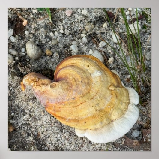 Paddenstoelen Foto Poster (Voorkant)
