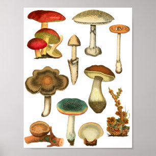 Paddenstoelen Fungi Planten Natuur Botanische kuns Poster