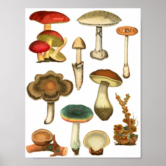 Paddenstoelen Fungi Planten Natuur Botanische kuns Poster (Voorkant)