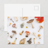 paddenstoelen Fungus Briefkaart (Voorkant / Achterkant)