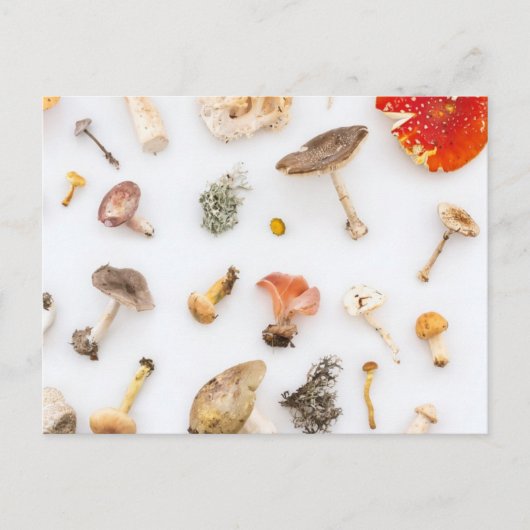 paddenstoelen Fungus Briefkaart (Voorkant)