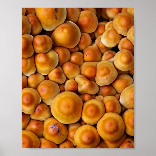 paddenstoelen Fungus Poster (Voorkant)