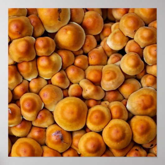 paddenstoelen Fungus Poster (Voorkant)