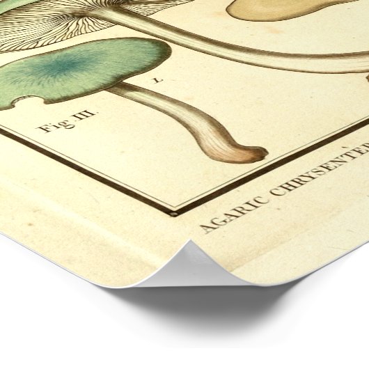 paddenstoelen Groen Geel Frans Kunstafdrukken Poster (Hoek)