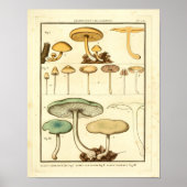 paddenstoelen Groen Geel Frans Kunstafdrukken Poster (Voorkant)