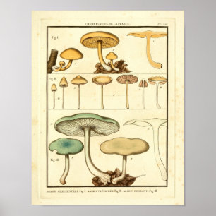 paddenstoelen Groen Geel Frans Kunstafdrukken Poster