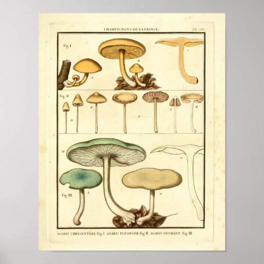  paddenstoelen Groen Geel Frans Kunstafdrukken Poster (Voorkant)