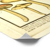 paddenstoelen Groen Geel Frans Kunstafdrukken Poster (Hoek)