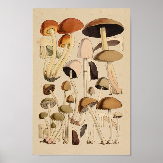  paddenstoelen Groene bruine kunst afdrukken Poster (Voorkant)