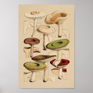  paddenstoelen Groene Rode Kunst afdrukken Poster