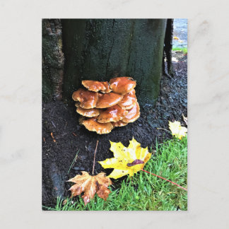 Paddenstoelen in een boom, Oregon Briefkaart
