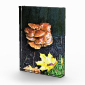 Paddenstoelen in een boom, Oregon Fotoblokken (Rechts)