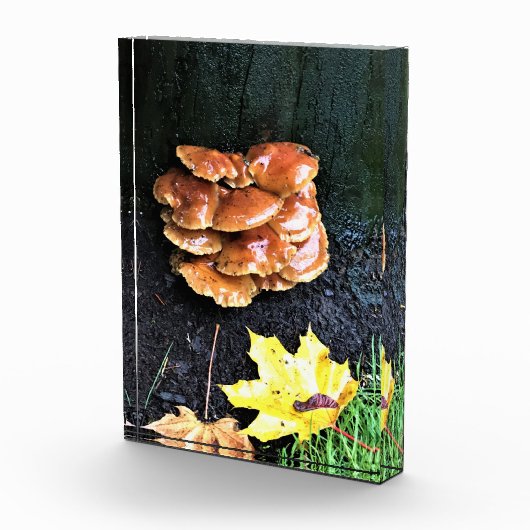 Paddenstoelen in een boom, Oregon Fotoblokken (Rechts)