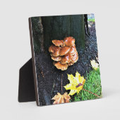 Paddenstoelen in een boom, Oregon Fotoplaat (Voorkant)