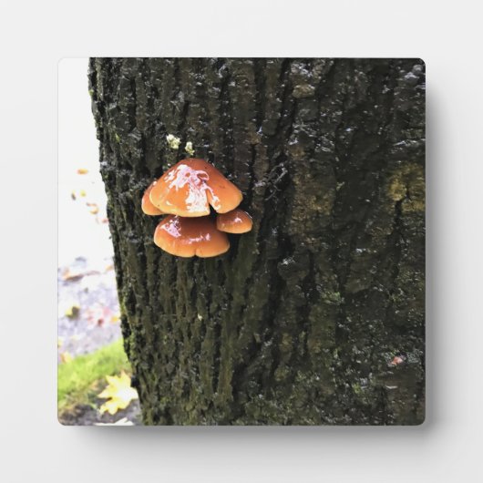 Paddenstoelen in een boom, Oregon Fotoplaat (Voorkant)