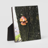 Paddenstoelen in een boom, Oregon Fotoplaat (Voorkant)