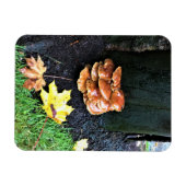 Paddenstoelen in een boom, Oregon Magneet (Horizontaal)