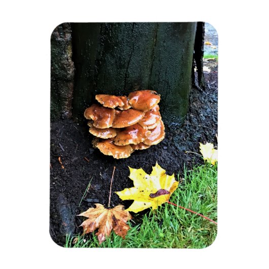 Paddenstoelen in een boom, Oregon Magneet (Verticaal)