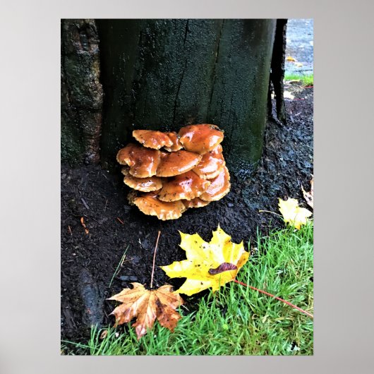 Paddenstoelen in een boom, Oregon Poster (Voorkant)
