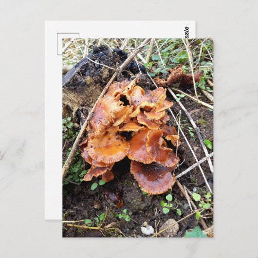 Paddenstoelen in het bos briefkaart (Voorkant / Achterkant)