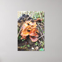 Paddenstoelen in het bos