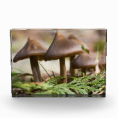 Paddenstoelen in het bos fotoblokken (Voorkant)