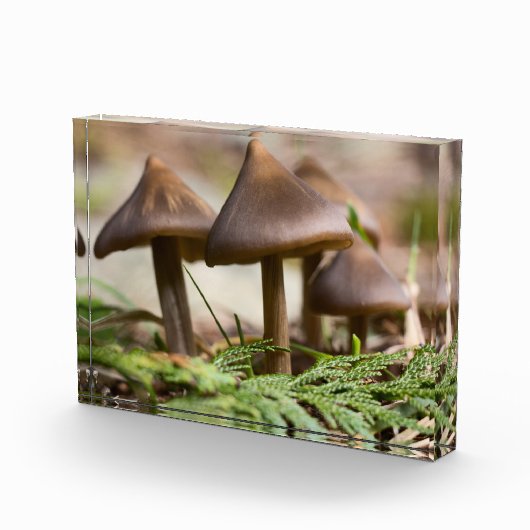 Paddenstoelen in het bos fotoblokken (Rechts)