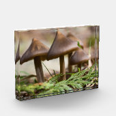 Paddenstoelen in het bos fotoblokken (Links)