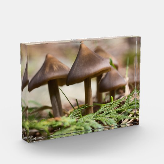 Paddenstoelen in het bos fotoblokken (Links)