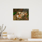 Paddenstoelen in het bos poster (Keuken)