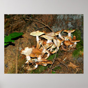 Paddenstoelen in het bos poster