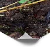 Paddenstoelen in het bos poster (Hoek)