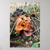 Paddenstoelen in het bos poster (Voorkant)