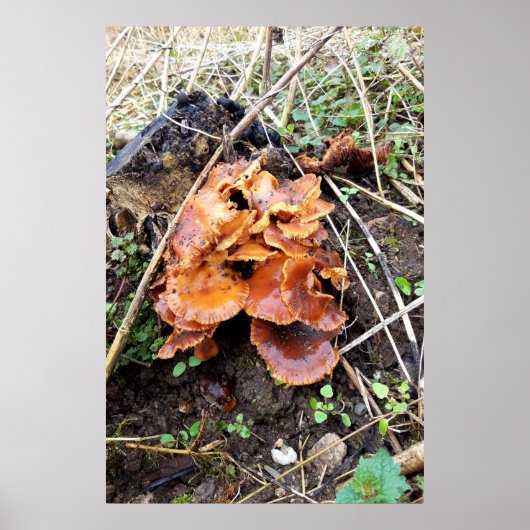 Paddenstoelen in het bos poster (Voorkant)
