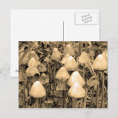 Paddenstoelen in Sepia Briefkaart (Voorkant / Achterkant)