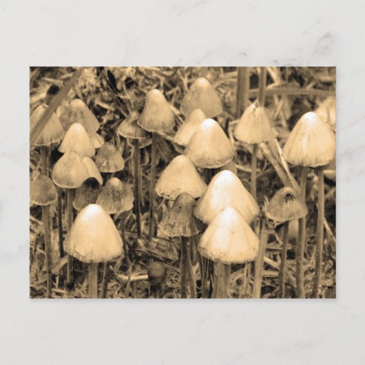 Paddenstoelen in Sepia Briefkaart (Voorkant)