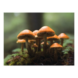 Paddenstoelen kweken in het bos foto afdruk